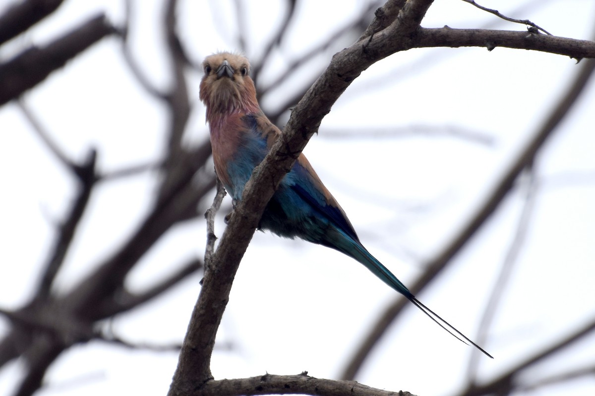 Carraca Lila (caudatus) - ML646355383