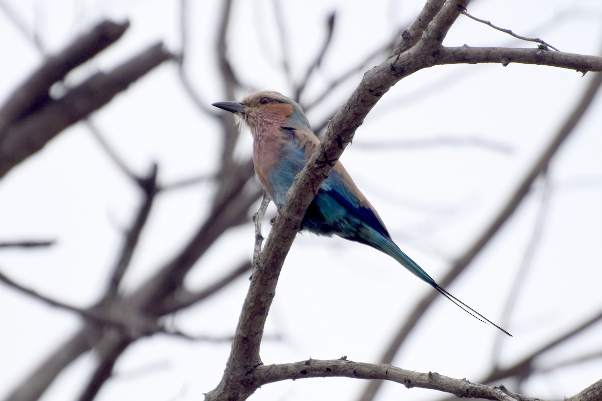 Carraca Lila (caudatus) - ML646355384