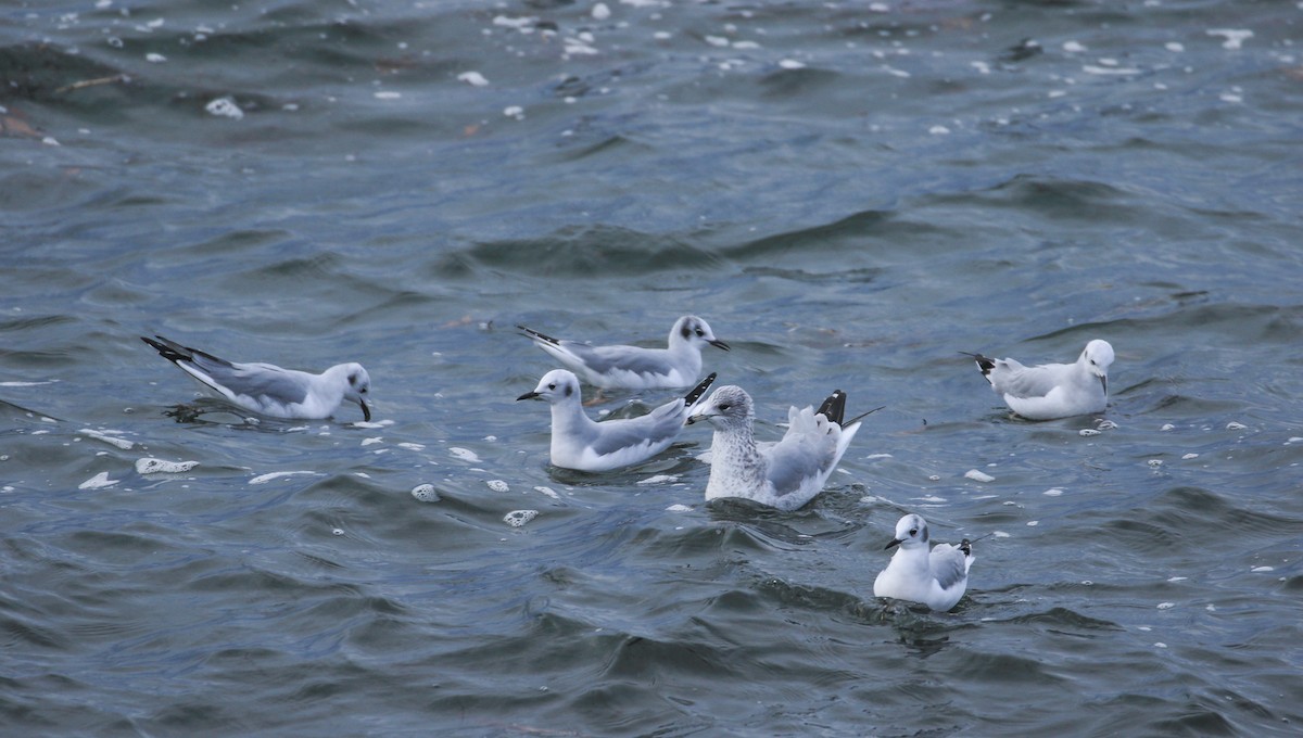 Bonaparte's Gull - ML646355385
