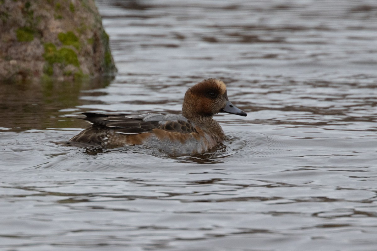 hvízdák eurasijský - ML646355388