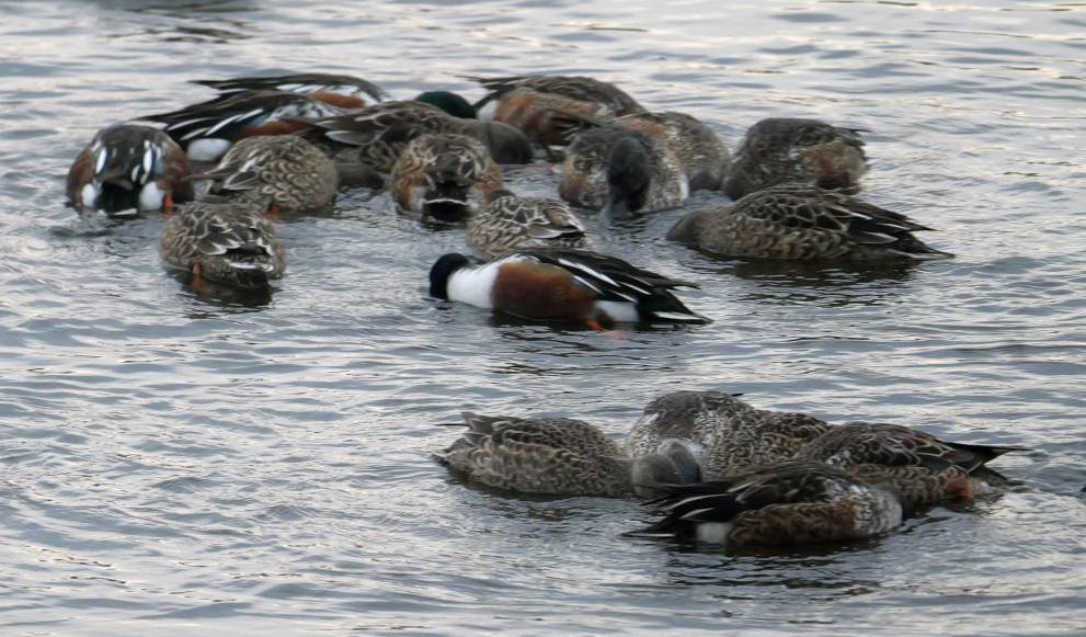 Cuchara Común - ML646355389