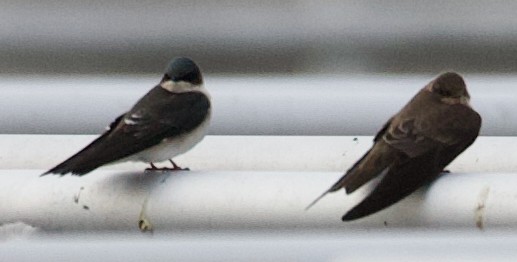 Tree Swallow - ML646355390