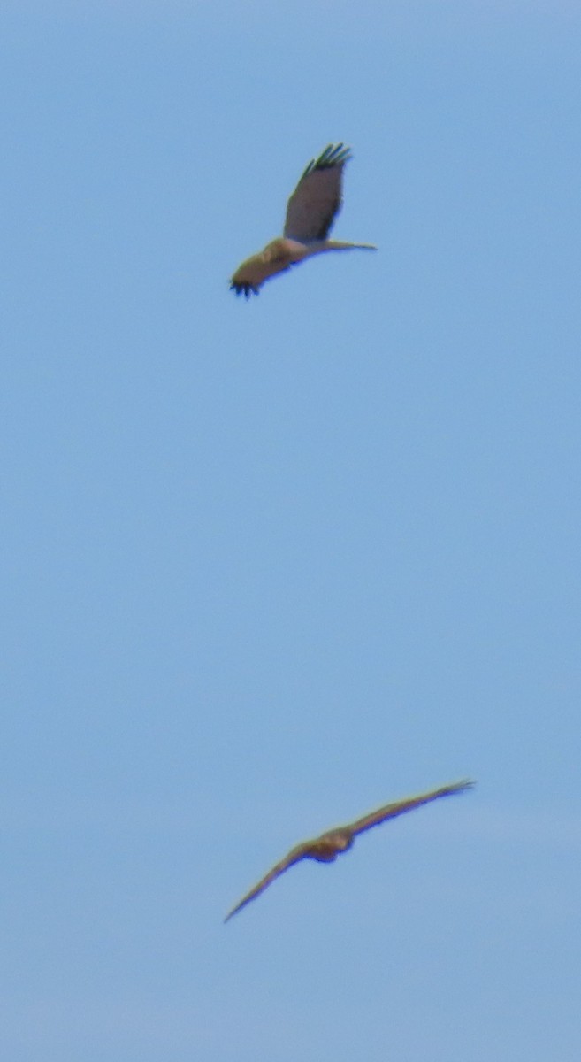 Aguilucho de Hudson - ML646355391