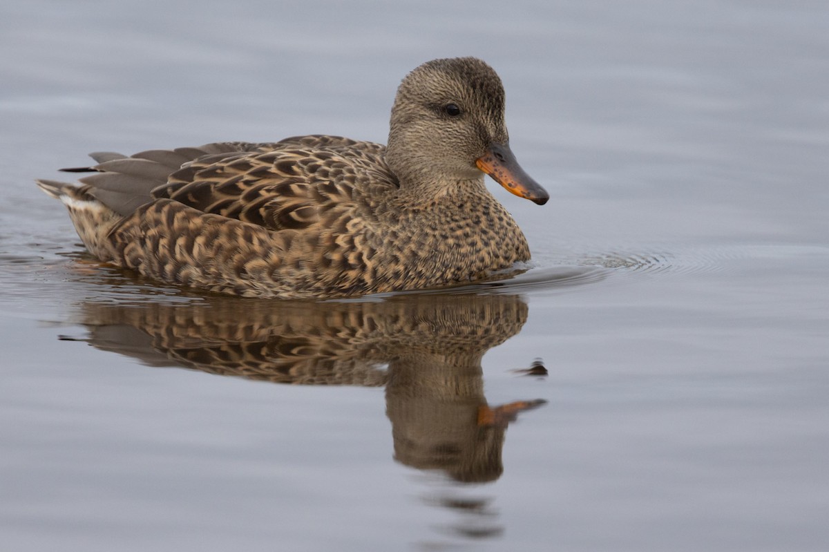 kopřivka obecná - ML646355392