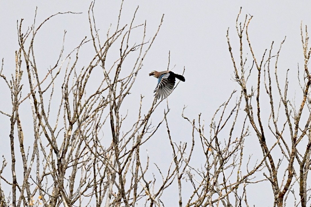 Arrendajo Euroasiático - ML646355393