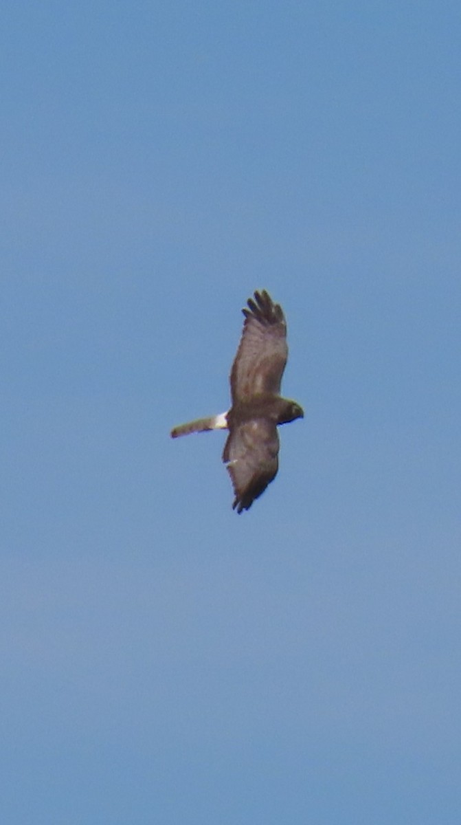 Aguilucho de Hudson - ML646355394