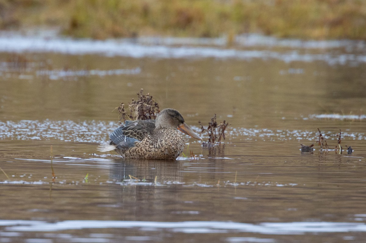 lžičák pestrý - ML646355395