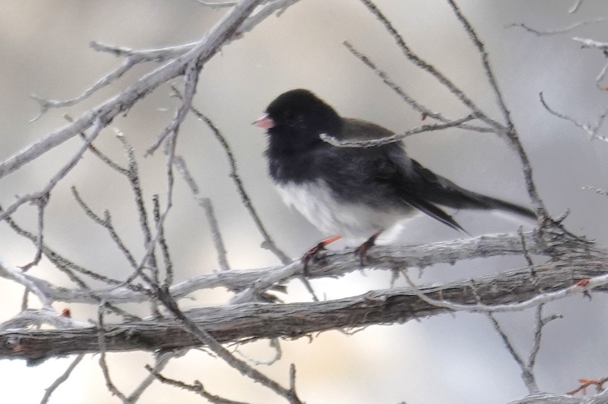 Junco Ojioscuro (Cismontano) - ML646355396