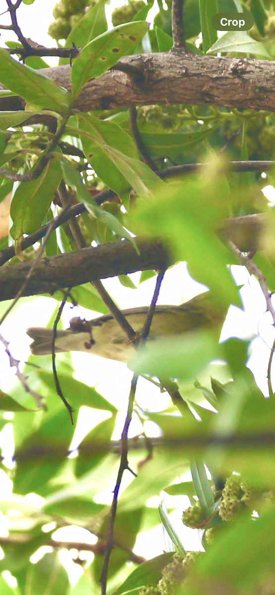 Tennessee Warbler - ML646355398