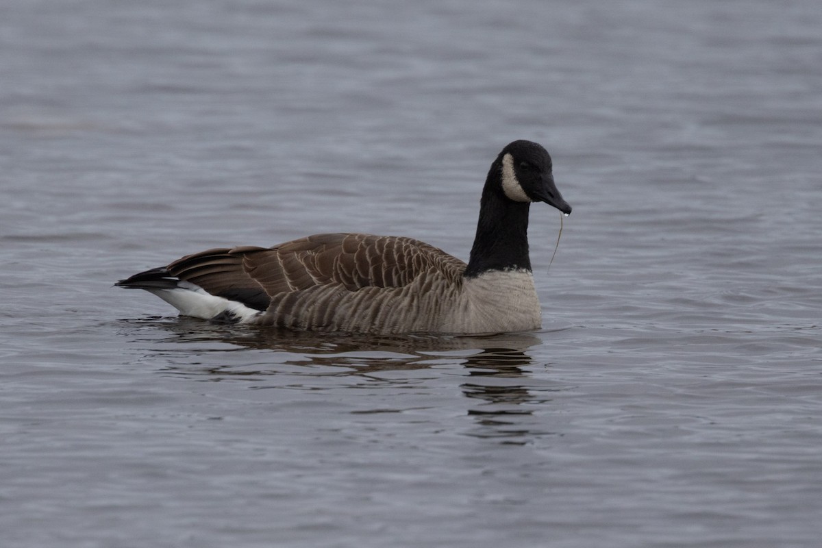 berneška velká - ML646355399