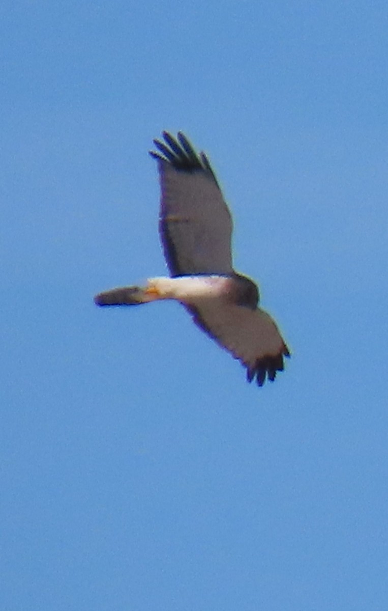 Northern Harrier - ML646355400