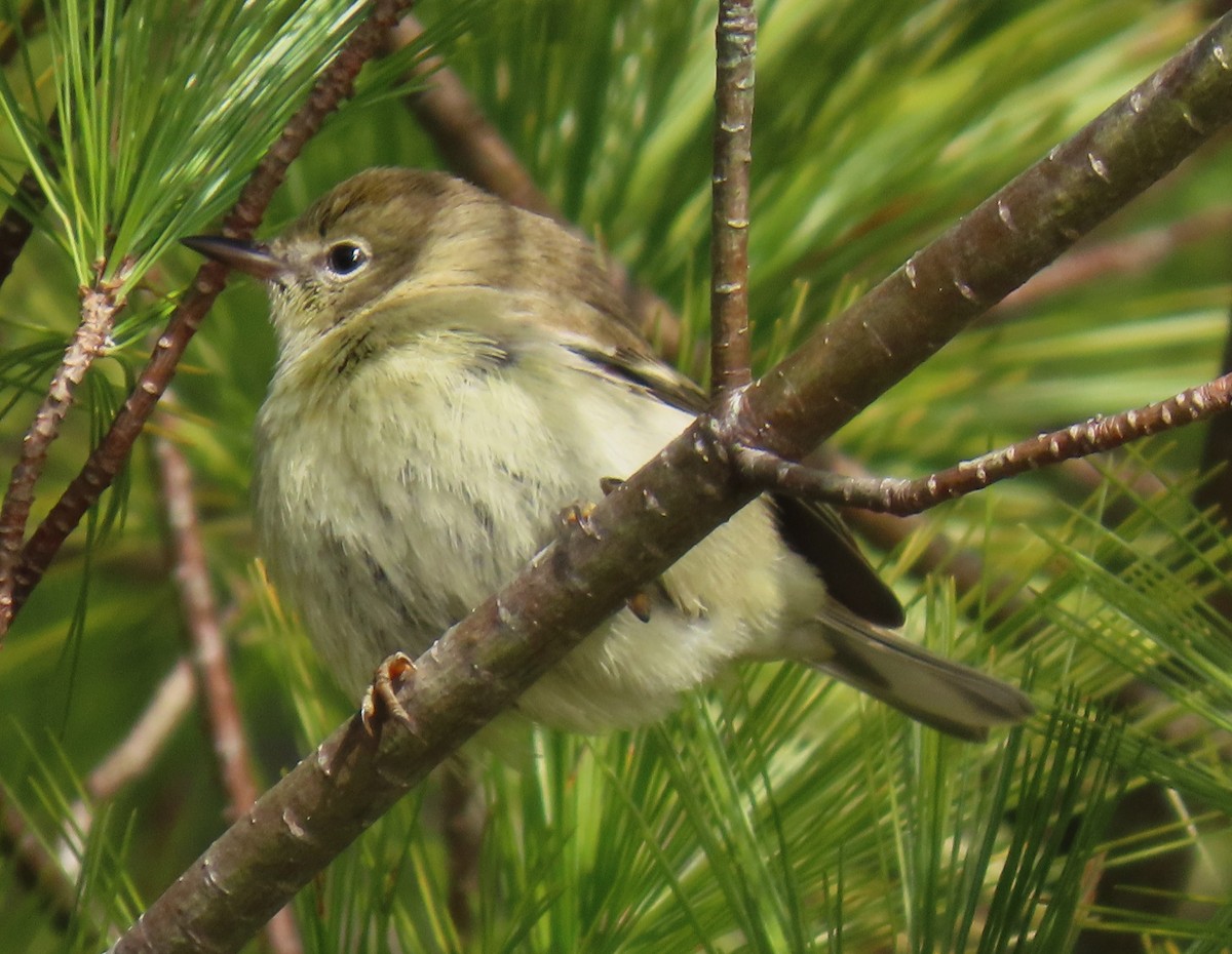 Pine Warbler - ML646355402