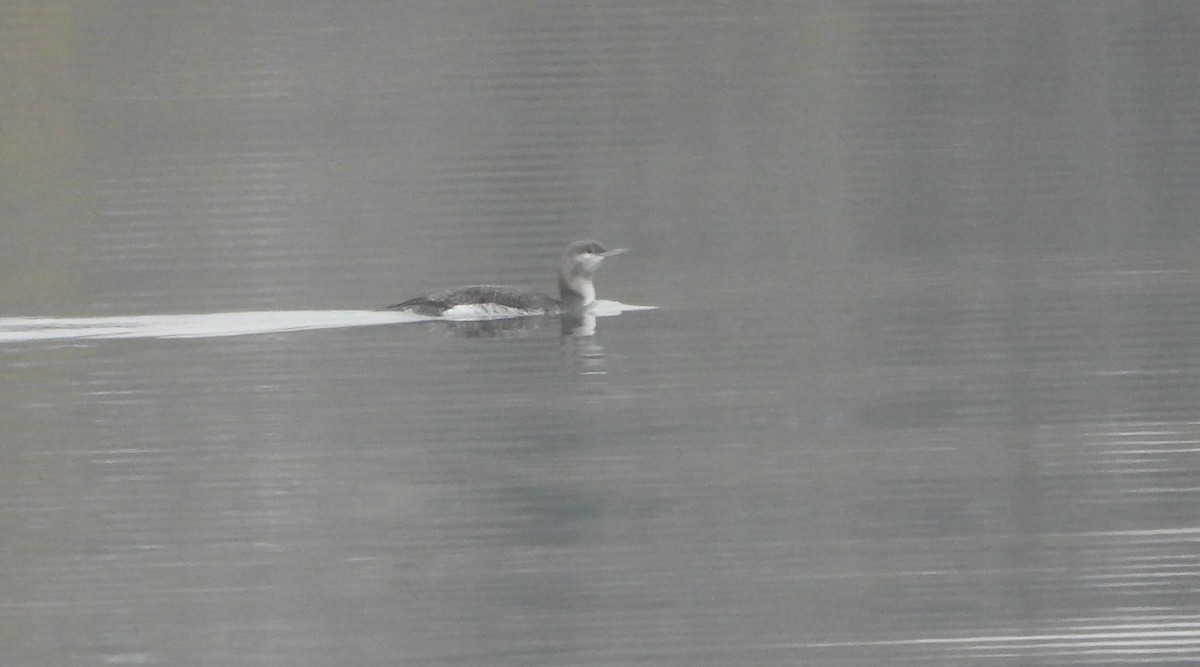 Red-throated Loon - ML646355407