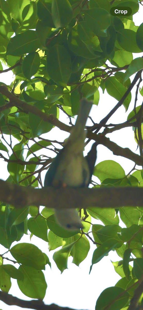 Blue-gray Tanager - ML646355411