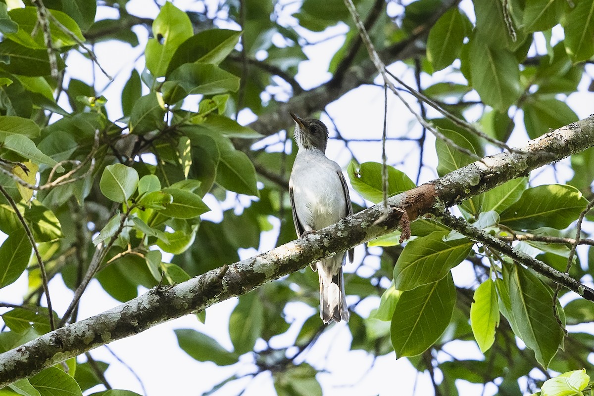 Blacksmith Thrush - ML646355412