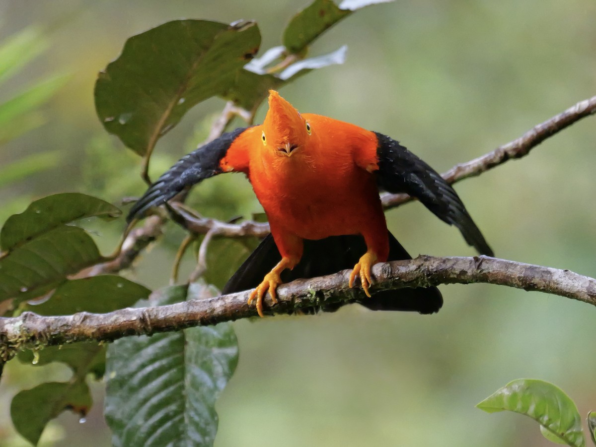 Андский скальный петушок - ML646355413