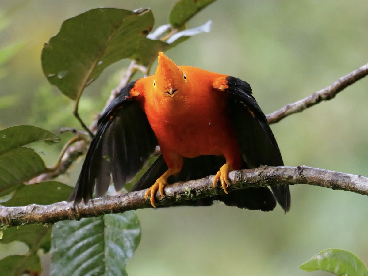 Андский скальный петушок - ML646355415