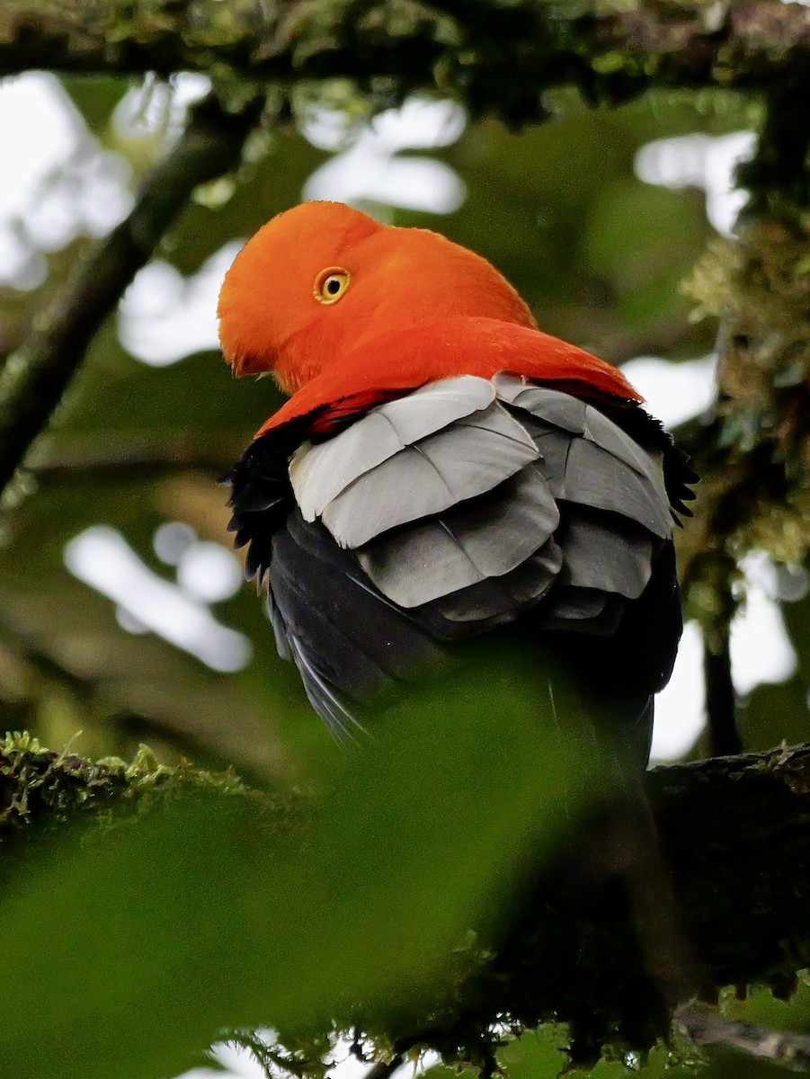 Андский скальный петушок - ML646355416