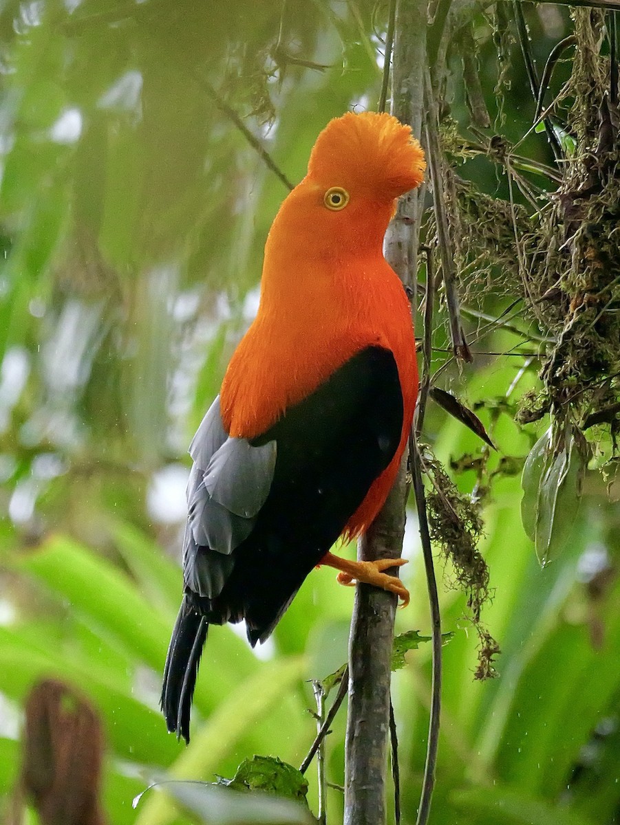 Андский скальный петушок - ML646355417