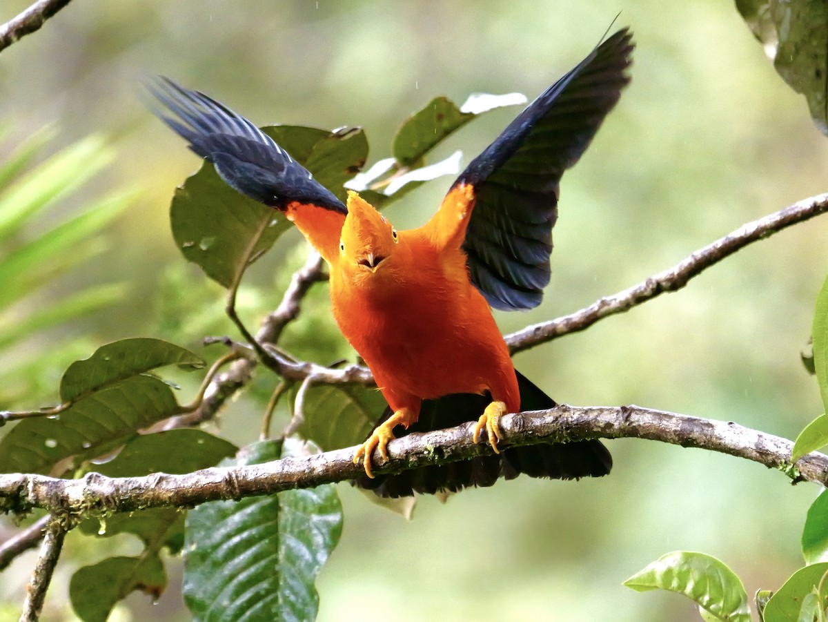 Андский скальный петушок - ML646355418