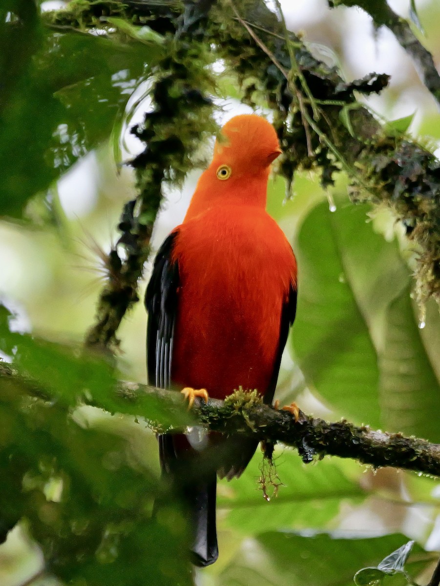 Андский скальный петушок - ML646355419
