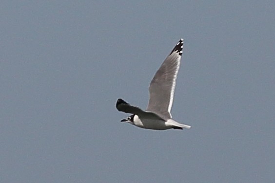 Franklin's Gull - ML646355420
