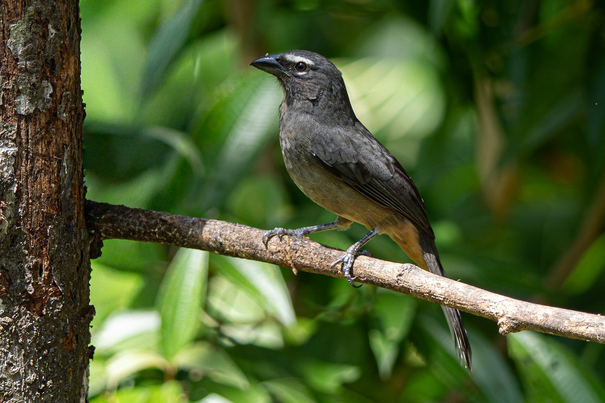 Cinnamon-bellied Saltator - ML646355422