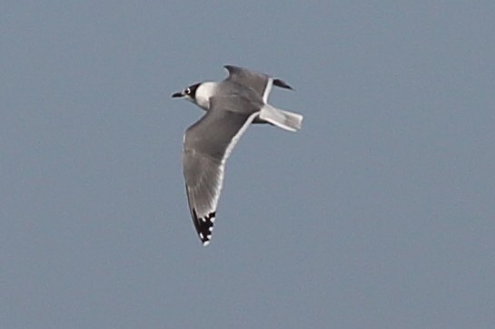 Franklin's Gull - ML646355423