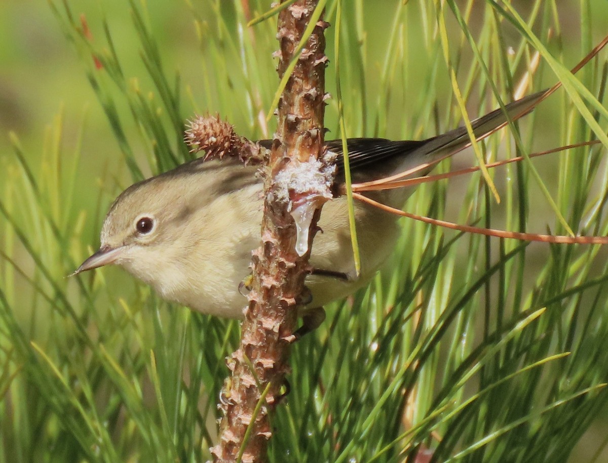 Pine Warbler - ML646355424