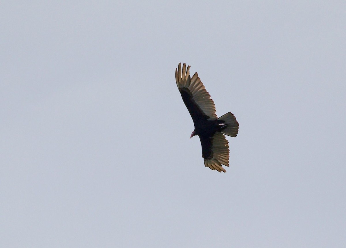 Turkey Vulture - ML646355429