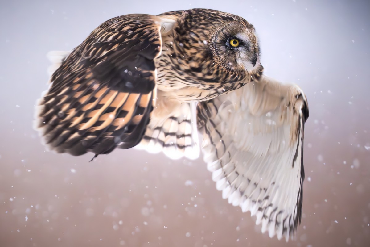 Short-eared Owl - ML646355430