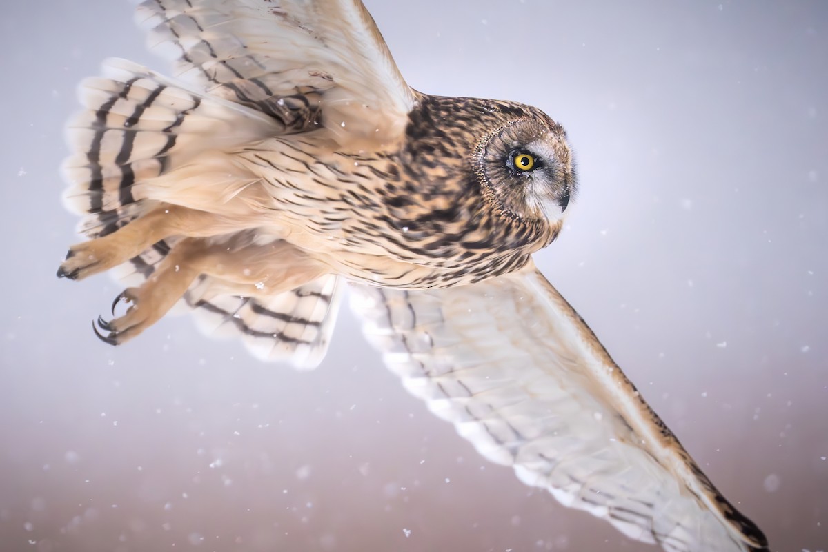 Short-eared Owl - ML646355431