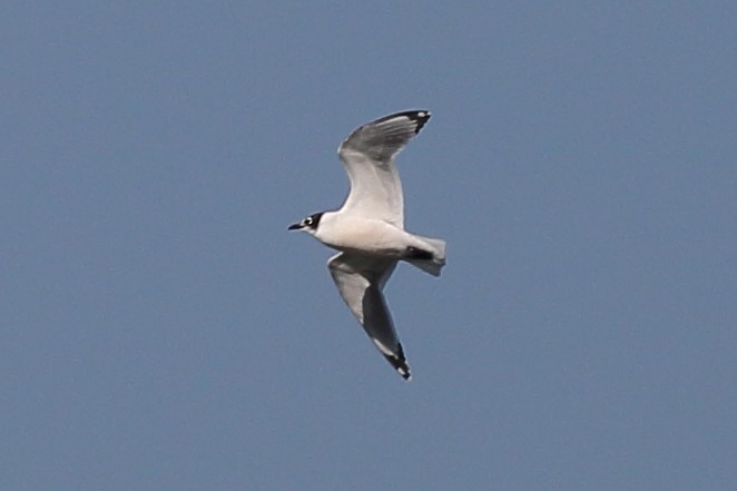 Franklin's Gull - ML646355432