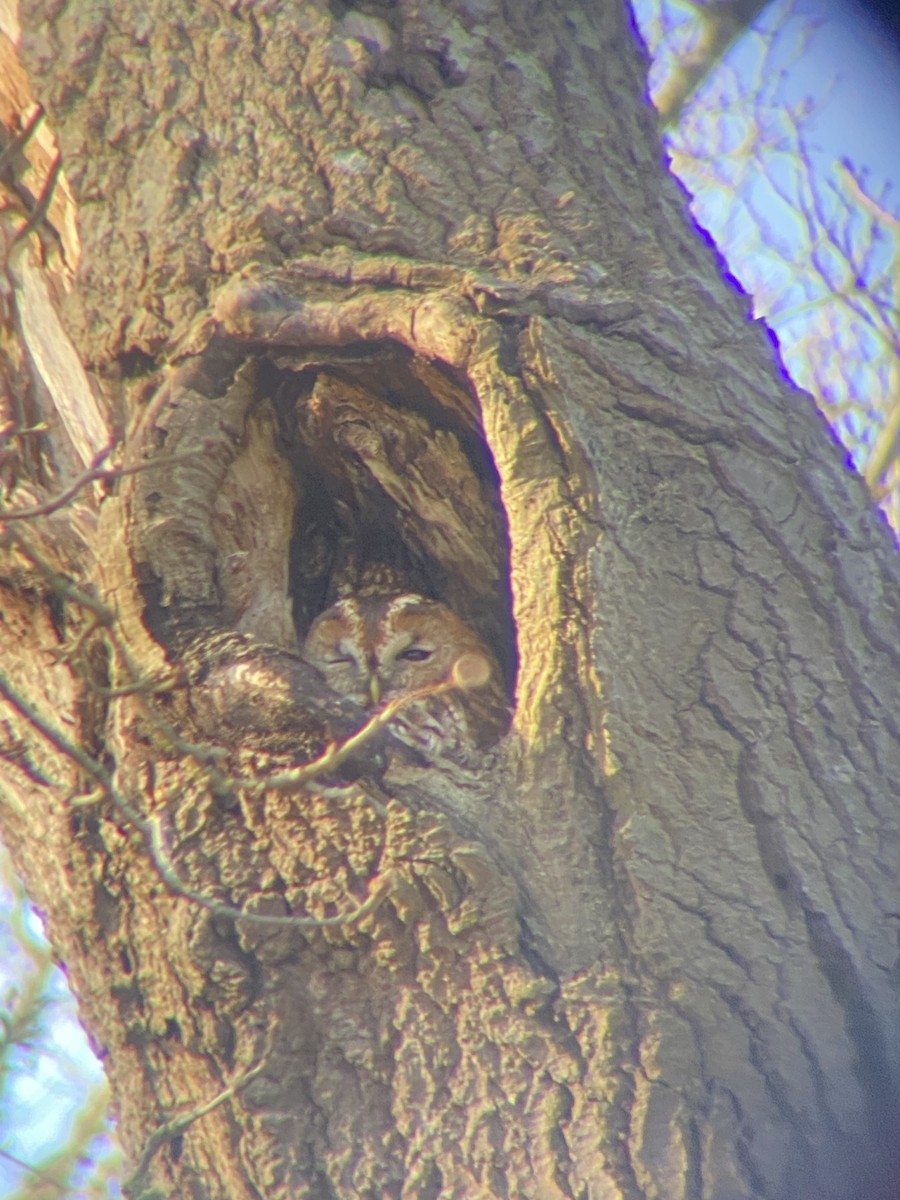 Chouette hulotte - ML646355433