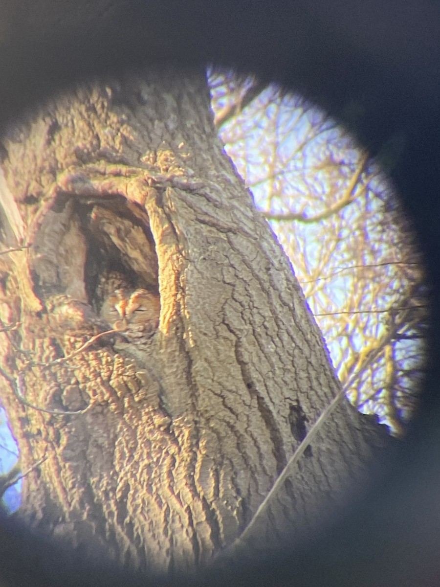 Chouette hulotte - ML646355434