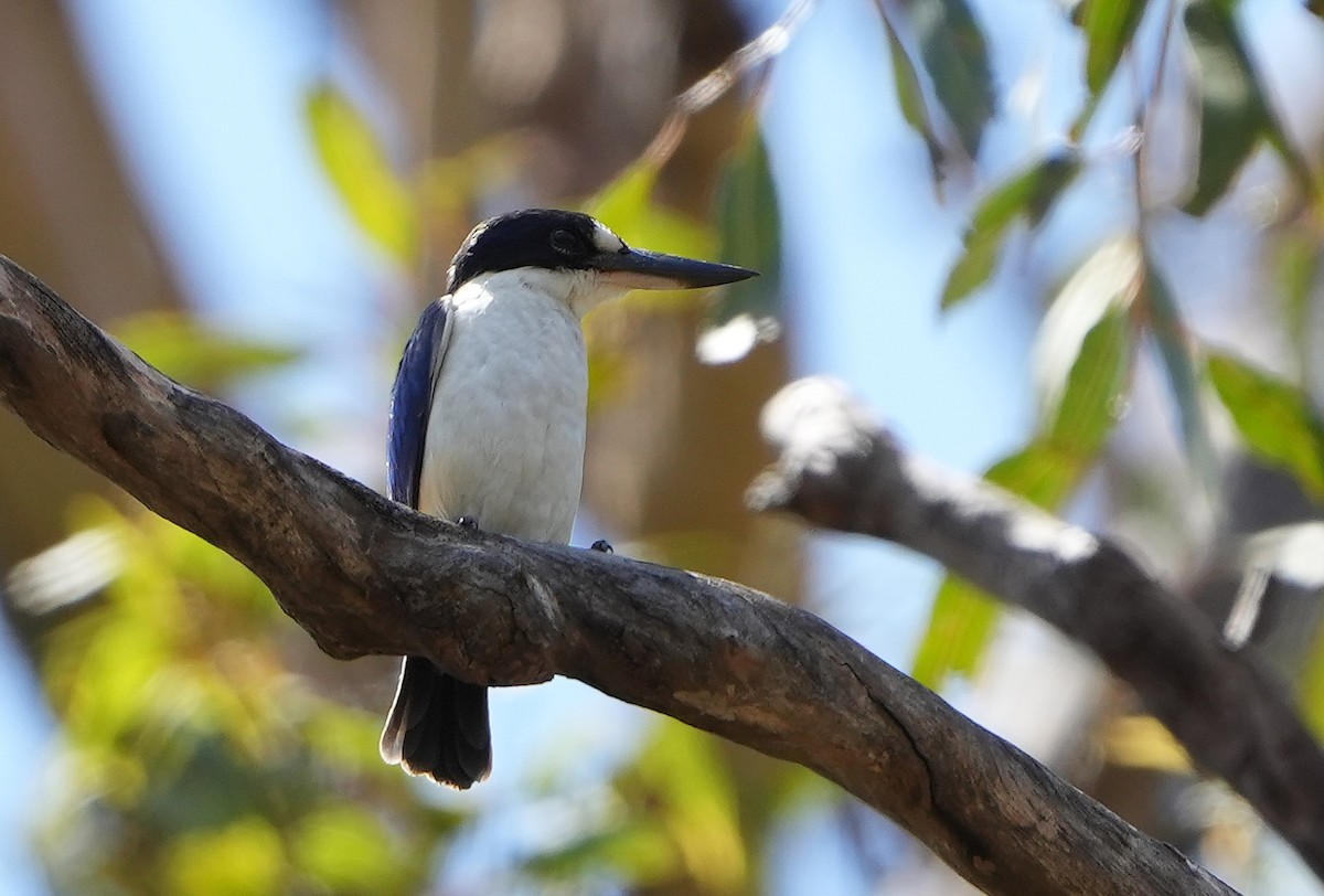 Forest Kingfisher - ML646355437