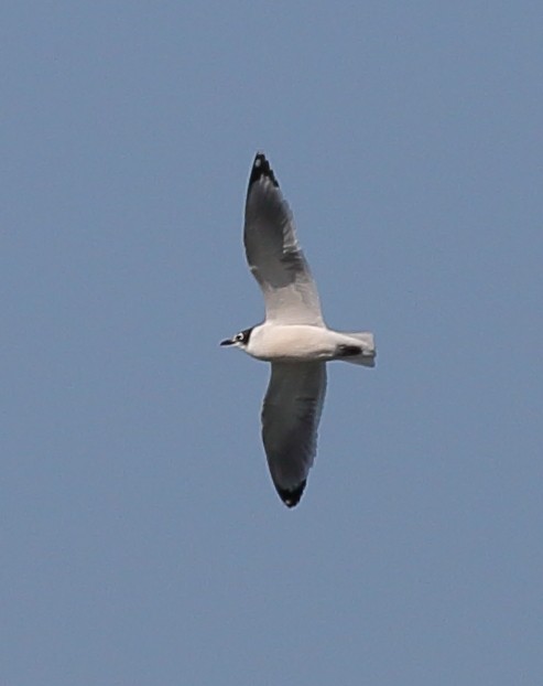 Franklin's Gull - ML646355441