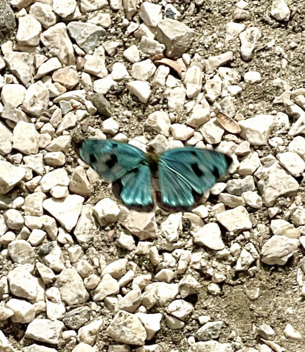 Animals - ML646355444