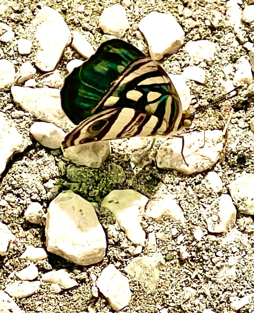 Animals - ML646355445