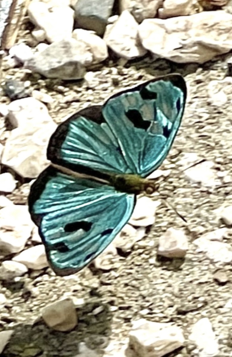 Animals - ML646355446