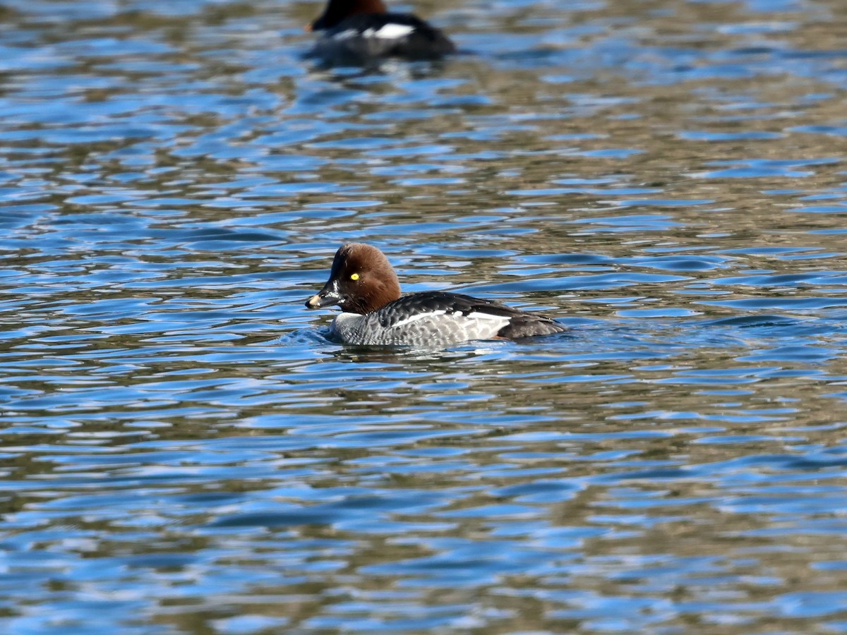 Common Goldeneye - ML646355447