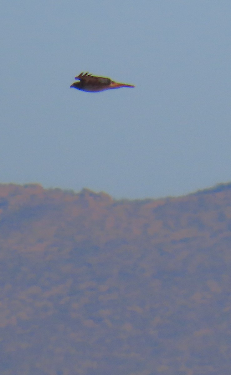 Red-tailed Hawk - ML646355448