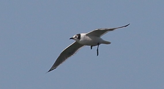 Franklin's Gull - ML646355450