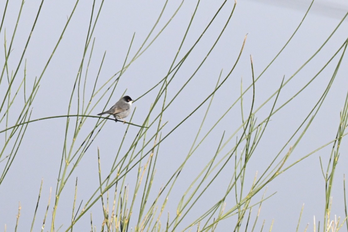 Samtkopf-Grasmücke - ML646355452