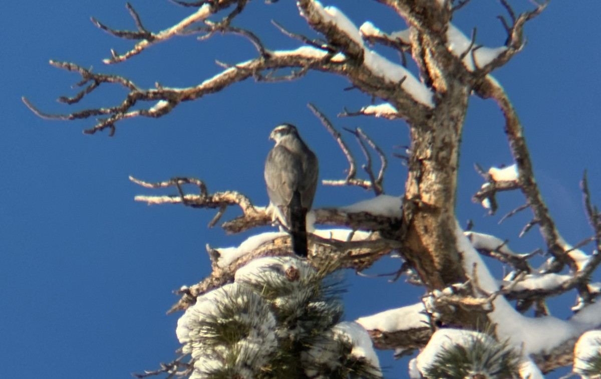 American Goshawk - ML646355453