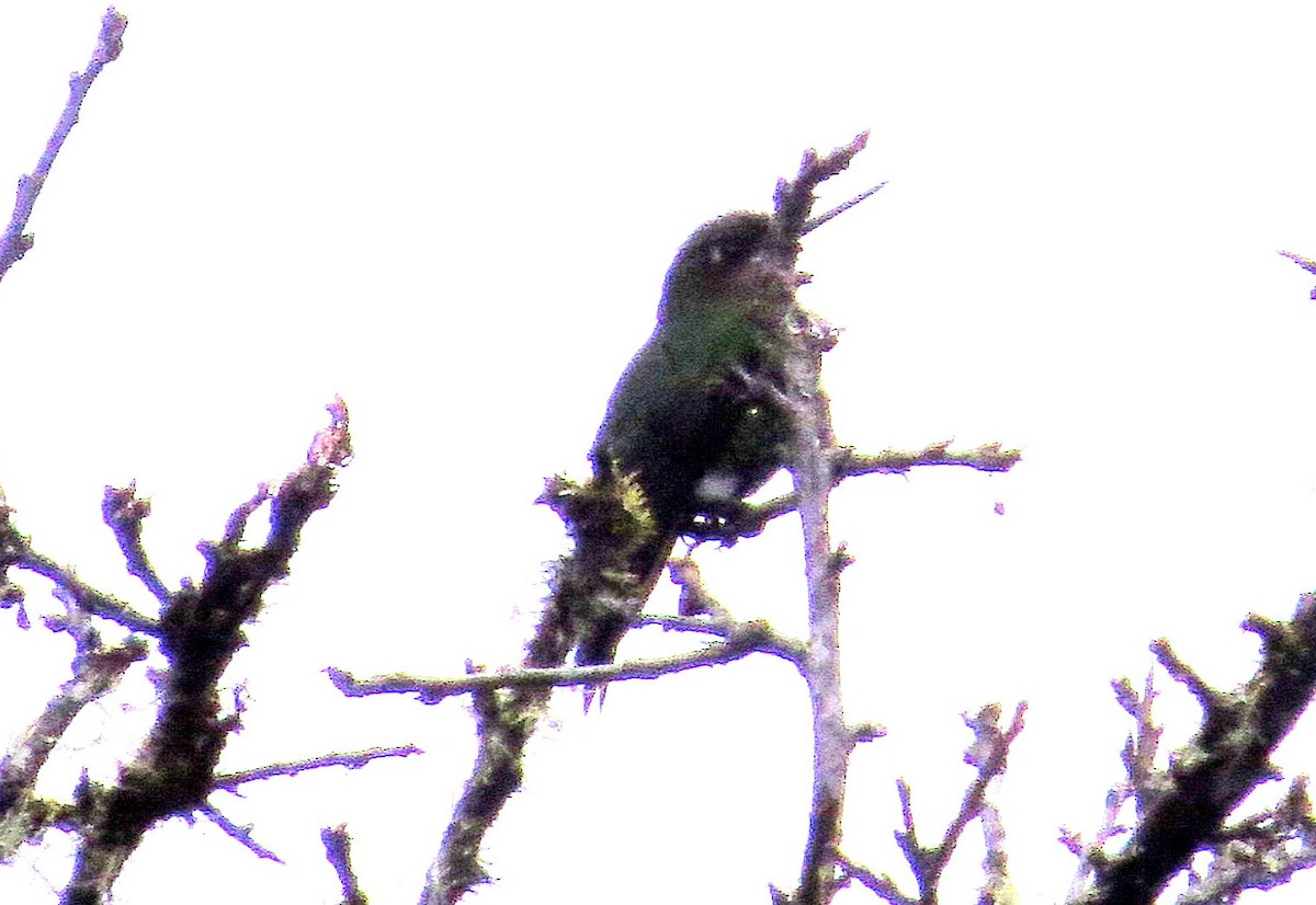 Glowing Puffleg - ML646355454