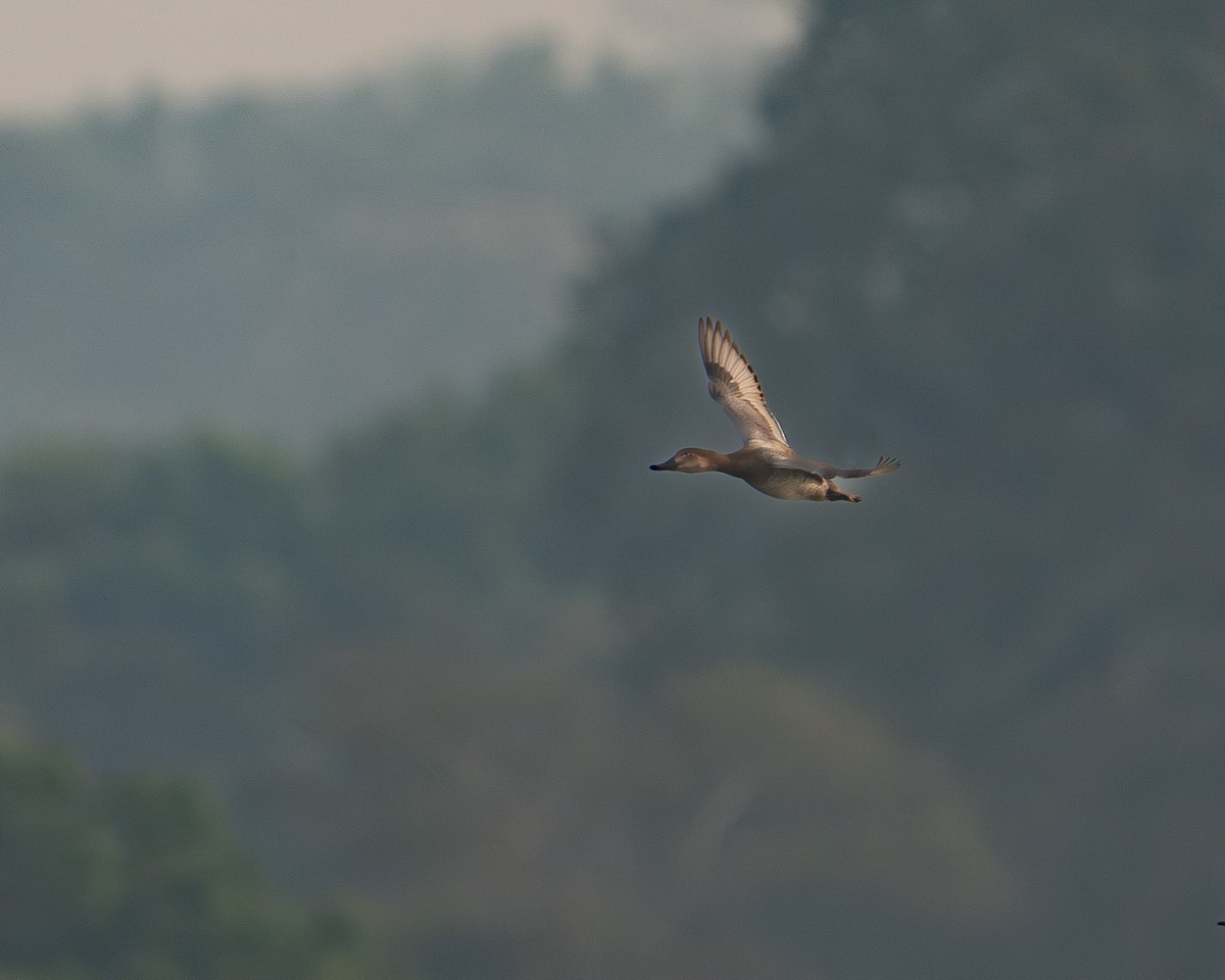 Common Pochard - ML646355459