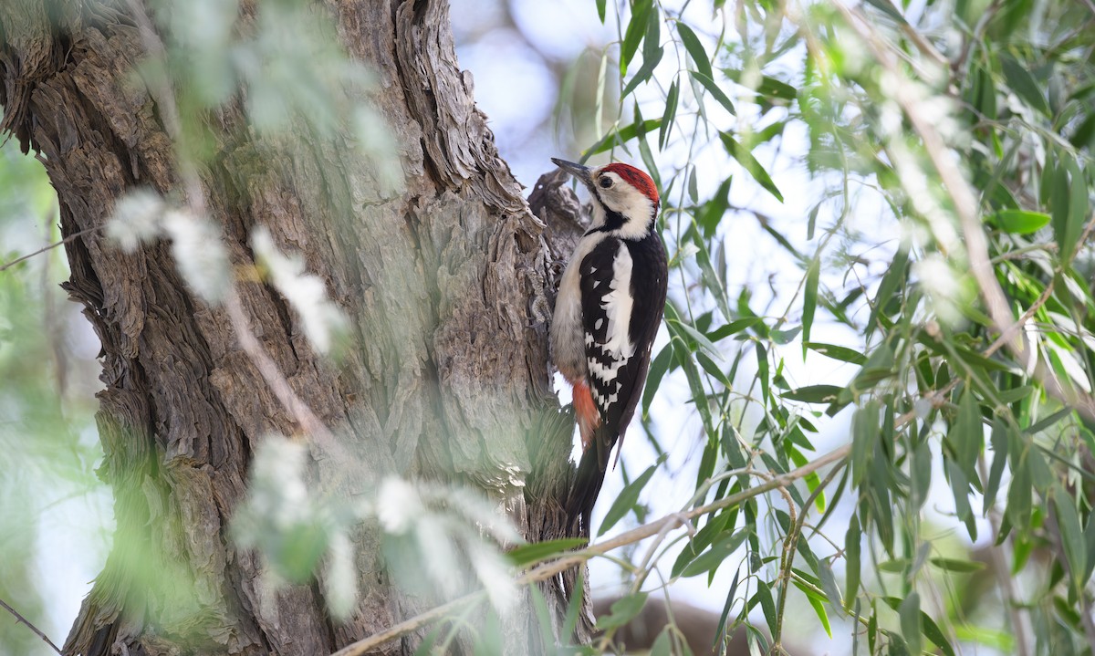 Sind Woodpecker - ML646355460