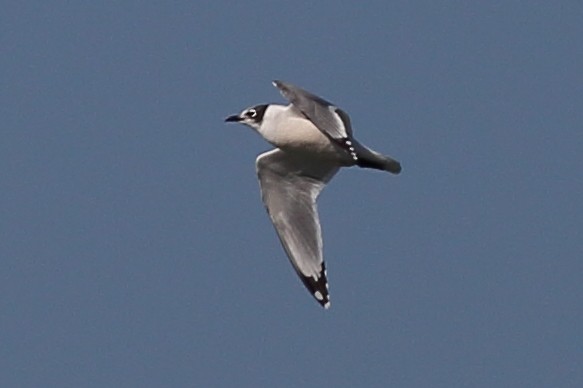 Franklin's Gull - ML646355474