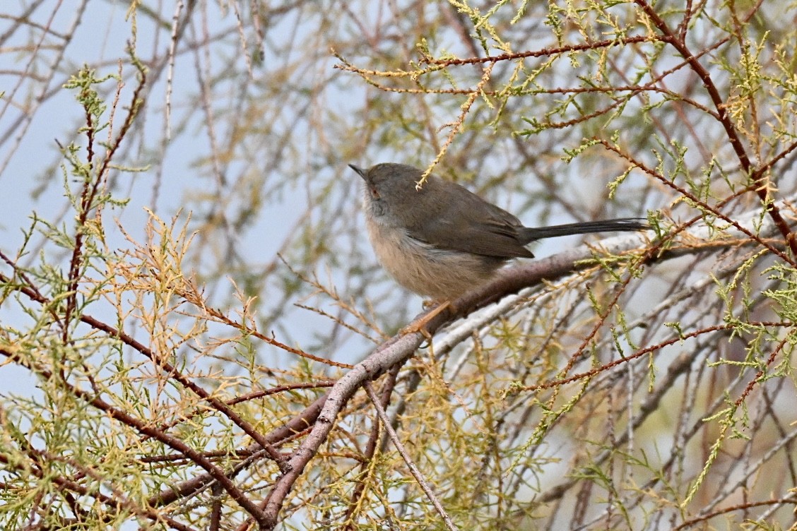 vinsanger - ML646355475